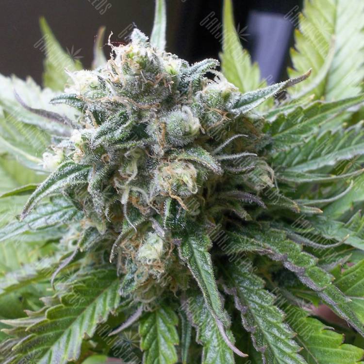 мощные семена конопли Super Critical Kali Haze feminised