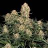 как выращивать коноплю Original Skunk #1 feminised