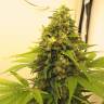 заказать качественные семена конопли Point of No Return regular Mandala Seeds