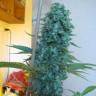 заказать на сайте семена конопли Point of No Return regular Mandala Seeds
