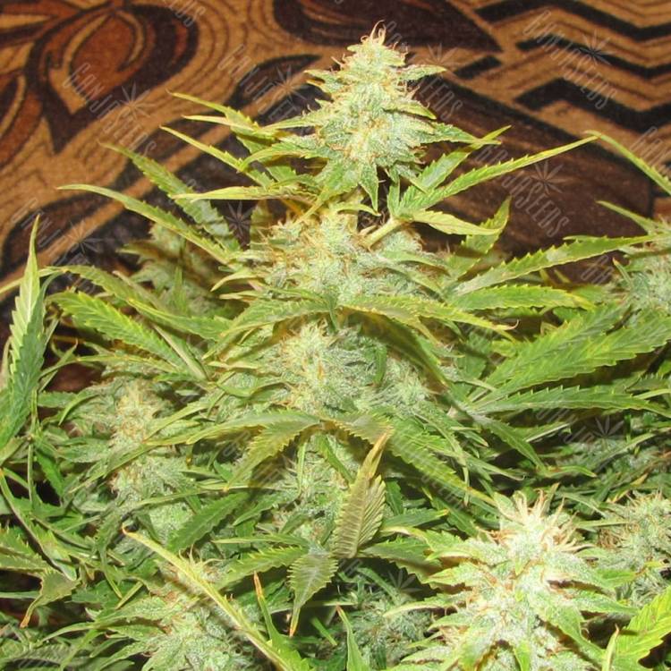 семена конопли Auto Medeo feminised Bang Seeds семена конопли Auto Medeo feminised Bang Seeds