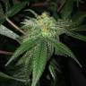 семена конопли дешево Pegas regular Ganja Seeds семена конопли дешево Pegas regular Ganja Seeds