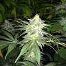 семена конопли недорого G13 Skunk (G1) regular Ganja Seeds семена конопли недорого G13 Skunk (G1) regular Ganja Seeds