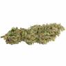 мощные семена конопли Dutch Cheese feminised Dutch Passion Seeds