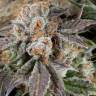 семена индийской конопли Dutch Cheese feminised Dutch Passion Seeds