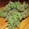 семена конопли для курения Critical Sour feminised Female Seeds