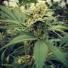 семена конопли для посадки купить Critical Sour feminised Female Seeds