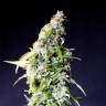 заказать качественные семена конопли Auto Speedy Boom feminised Kannabia Seeds