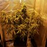 семена конопли наложенным платежом Auto Speedy Boom feminised Kannabia Seeds