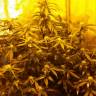 где заказать семена конопли Auto Speedy Boom feminised Kannabia Seeds