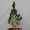 где можно заказать семена конопли Auto Speedy Boom feminised Kannabia Seeds