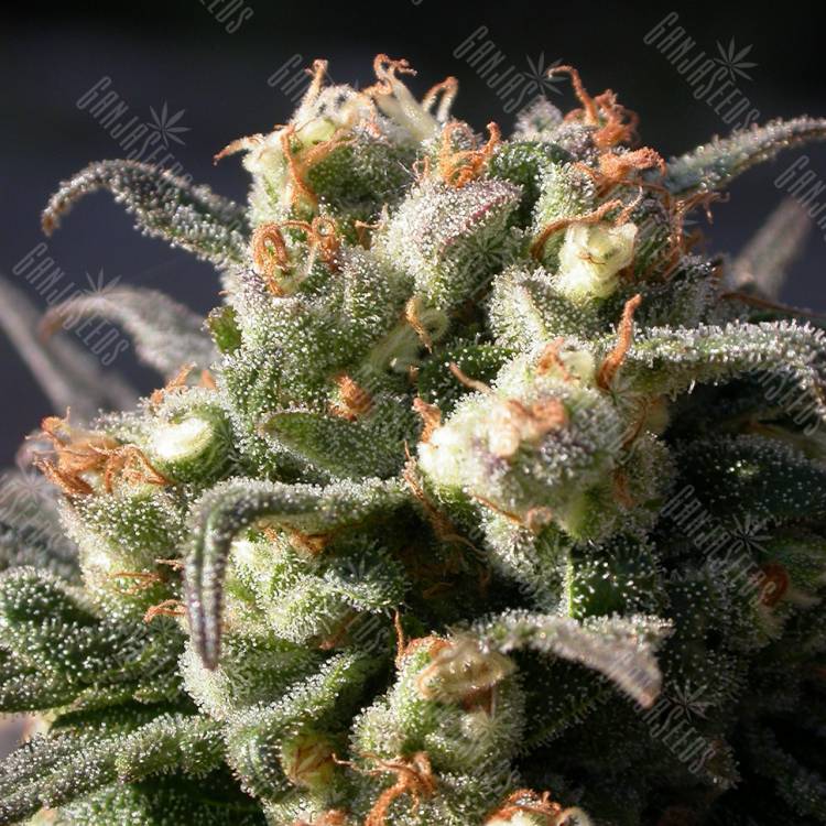 семена конопли гидропоники Warlock feminised Serious Seeds семена конопли гидропоники Warlock feminised Serious Seeds