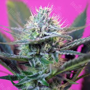 Auto + Speed feminised GanjaLiveSeeds