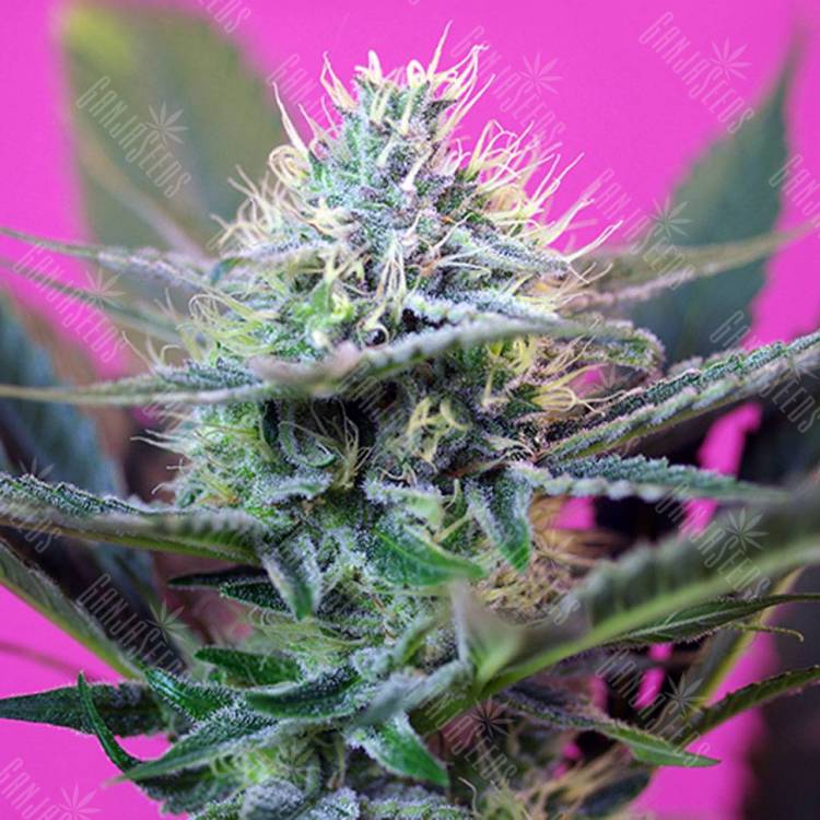 Семена конопли в Москве Auto + Speed feminised GanjaLiveSeeds