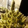 Семена конопли в Питере Auto + Speed feminised GanjaLiveSeeds