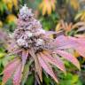 Семена Watermelon Zkittlez feminised Ganja Seeds купить