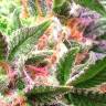 семена конопли марихуаны Afghan Kush regular Ganja Seeds