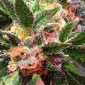 семена конопли элитных сортовAfghan Kush regular Ganja Seeds