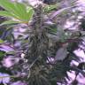 семена конопли аутдор Afghan Kush regular Ganja Seeds