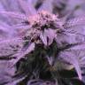 семена конопли гидропоники Afghan Kush regular Ganja Seeds