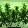 семена конопли дешево Afghan Kush regular Ganja Seeds
