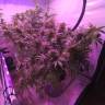 семена конопли интернет магазин Afghan Kush regular Ganja Seeds