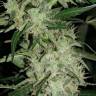 онлайн покупка семян конопли Auto Super Hash feminised
