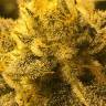заказ семян конопли Москва Rishi Kush regular Mandala Seeds