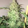 конопля семена сорта заказать Rishi Kush regular Mandala Seeds