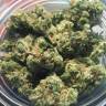 семена культурной конопли купить Rishi Kush regular Mandala Seeds
