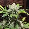семена конопли курьером Rishi Kush regular Mandala Seeds