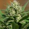 семена конопли недорого Auto Shalkar feminised Bang Seeds