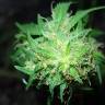 семена индийской конопли Point Of No Return x AK 47 (Powerful) regular Ganja Seeds
