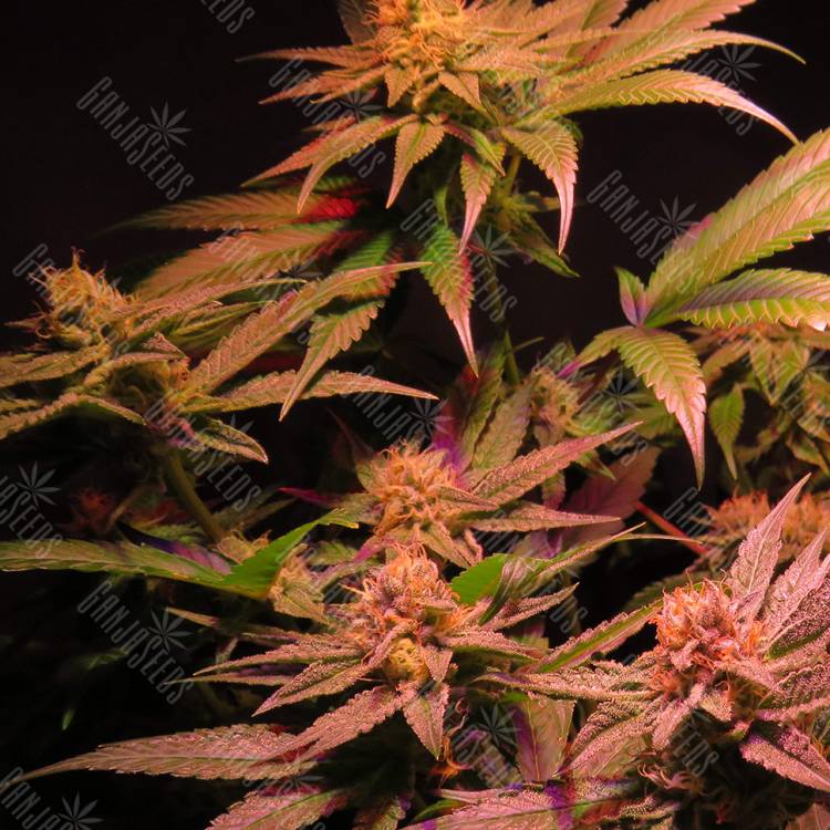 купить семена конопли Powerful regular Ganja Seeds купить семена конопли Powerful regular Ganja Seeds