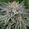 Auto Blue Cheese feminised Barneys Farm