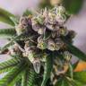 Auto Blue Cheese feminised Barneys Farm