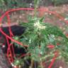 семена культурной конопли купить Auto Blue Cheese feminised Barneys Farm