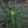 семена конопли в России Auto Blue Cheese feminised Barneys Farm