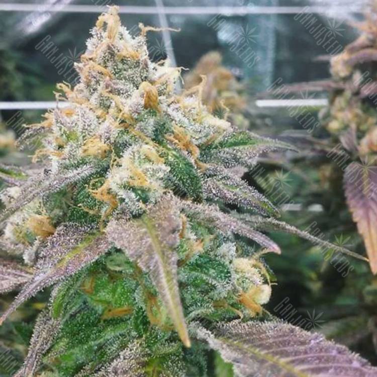 семена конопли для выращивания Dream Berry feminised Female Seeds семена конопли для выращивания Dream Berry feminised Female Seeds