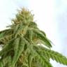 конопля семена сорта заказать Afrodite feminised Kannabia Seeds