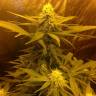 семена конопли Москва Afrodite feminised Kannabia Seeds