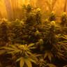 семена культурной конопли купить Afrodite feminised Kannabia Seeds