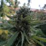 семена индийской конопли Afrodite feminised Kannabia Seeds