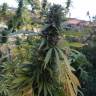 семена конопли курьером Afrodite feminised Kannabia Seeds