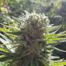 хорошие семена конопли Afrodite feminised Kannabia Seeds