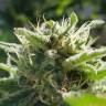 семена конопли Спб Afrodite feminised Kannabia Seeds