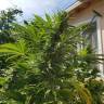 семена конопли в России Afrodite feminised Kannabia Seeds