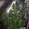 семена конопли Спб Sterling Haze feminised Nirvana Seeds