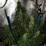 семена культурной конопли купить Sterling Haze feminised Nirvana Seeds