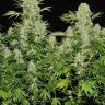 семена конопли интернет магазин White Russian feminised Serious Seeds